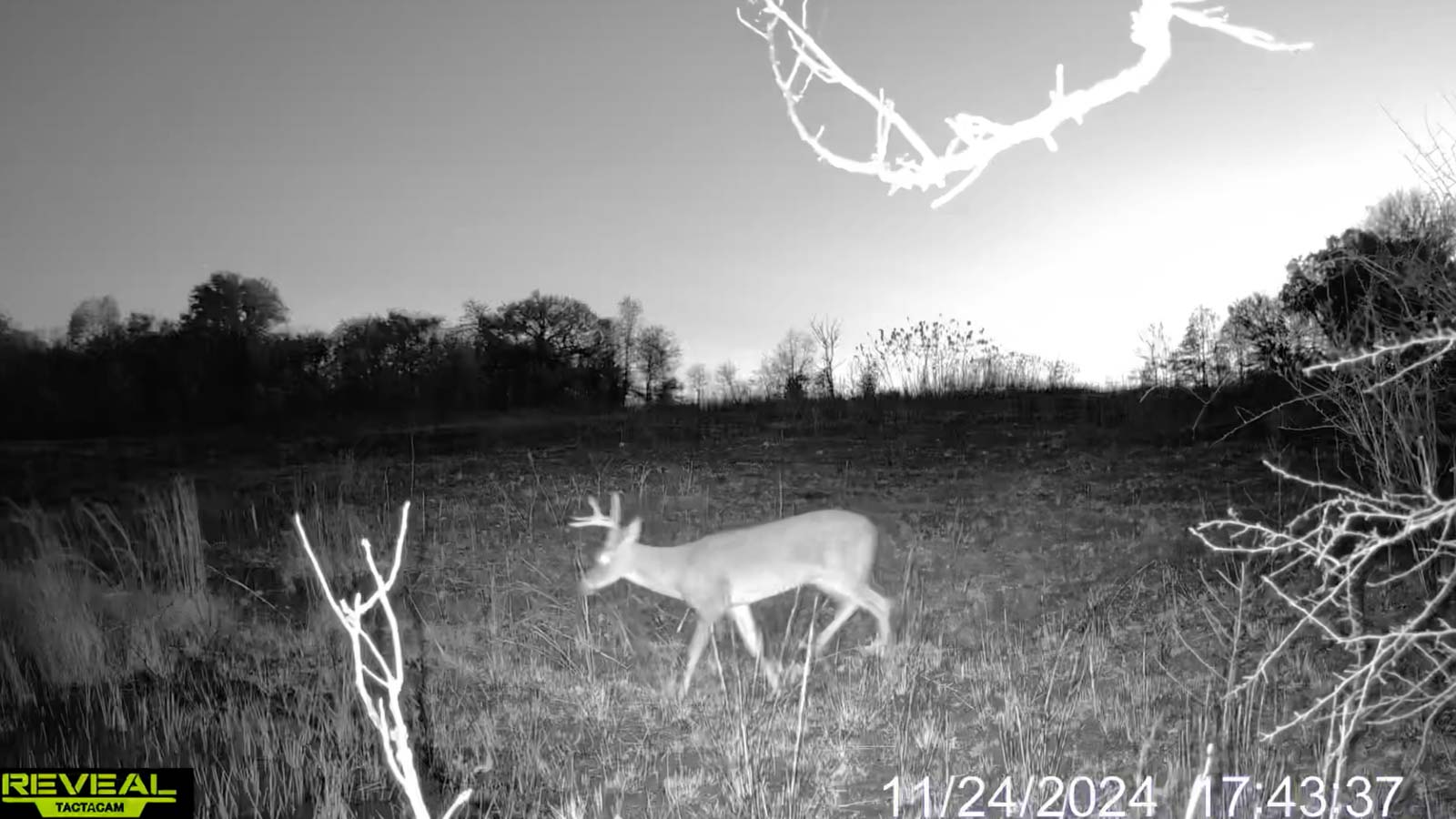 Black-and-white trail-camera photograph of a deer